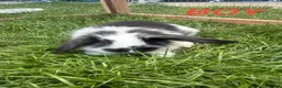 Mini Lop rabbits for sale: 4 adorable mini lops for sale  - Advert 5