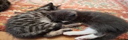 Mixed Breed cats for sale: Gorgeous grey/black tabby & grey girl kittens - Advert 8
