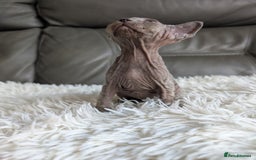 Sphynx cats for sale: Sphynx kittens - Image 17