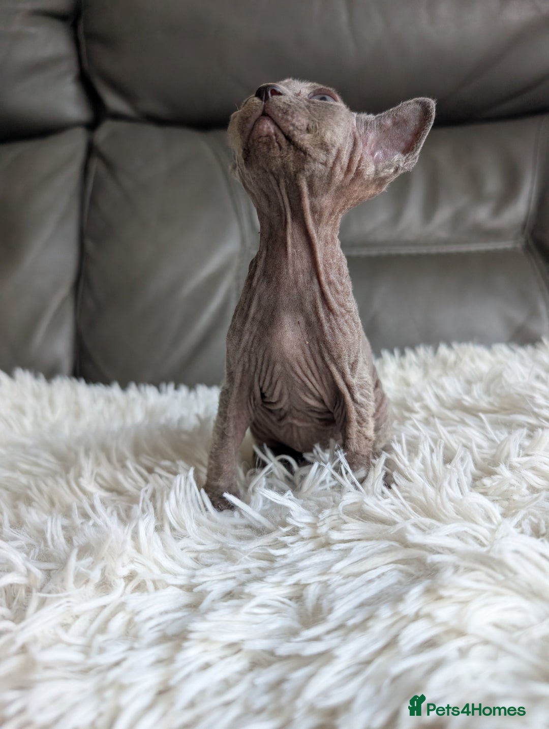 Sphynx cats for sale: Sphynx kittens - Image 17