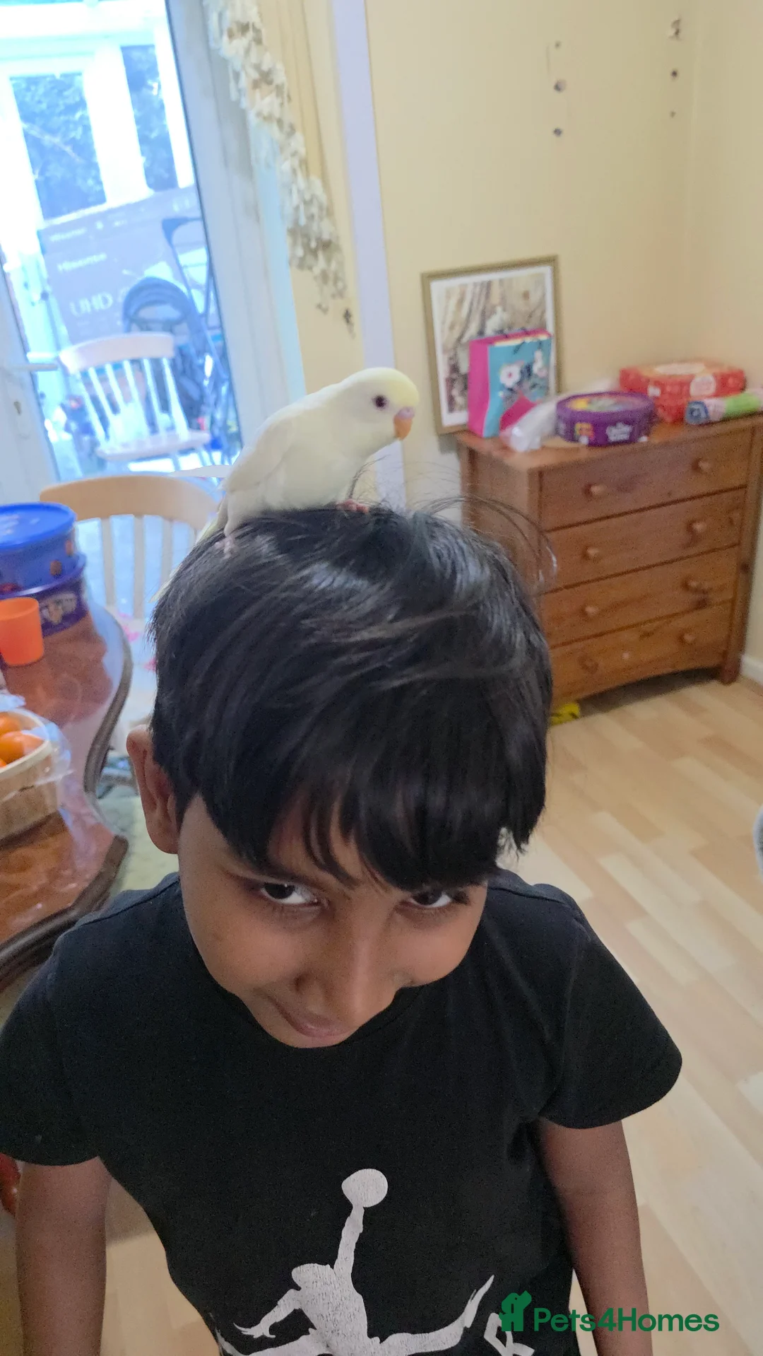 Budgerigars birds for sale: Beautiful hand tamed baby budgies for sale  - Advert 5