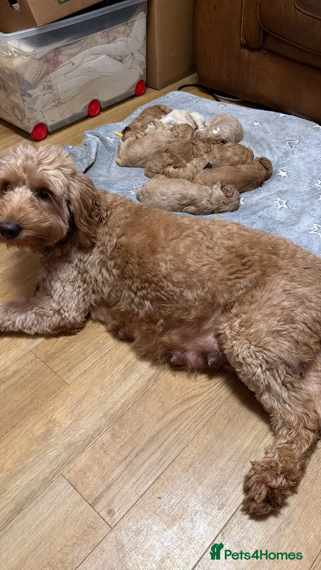 Labradoodle dogs for sale: Labradoodle  - Advert 38
