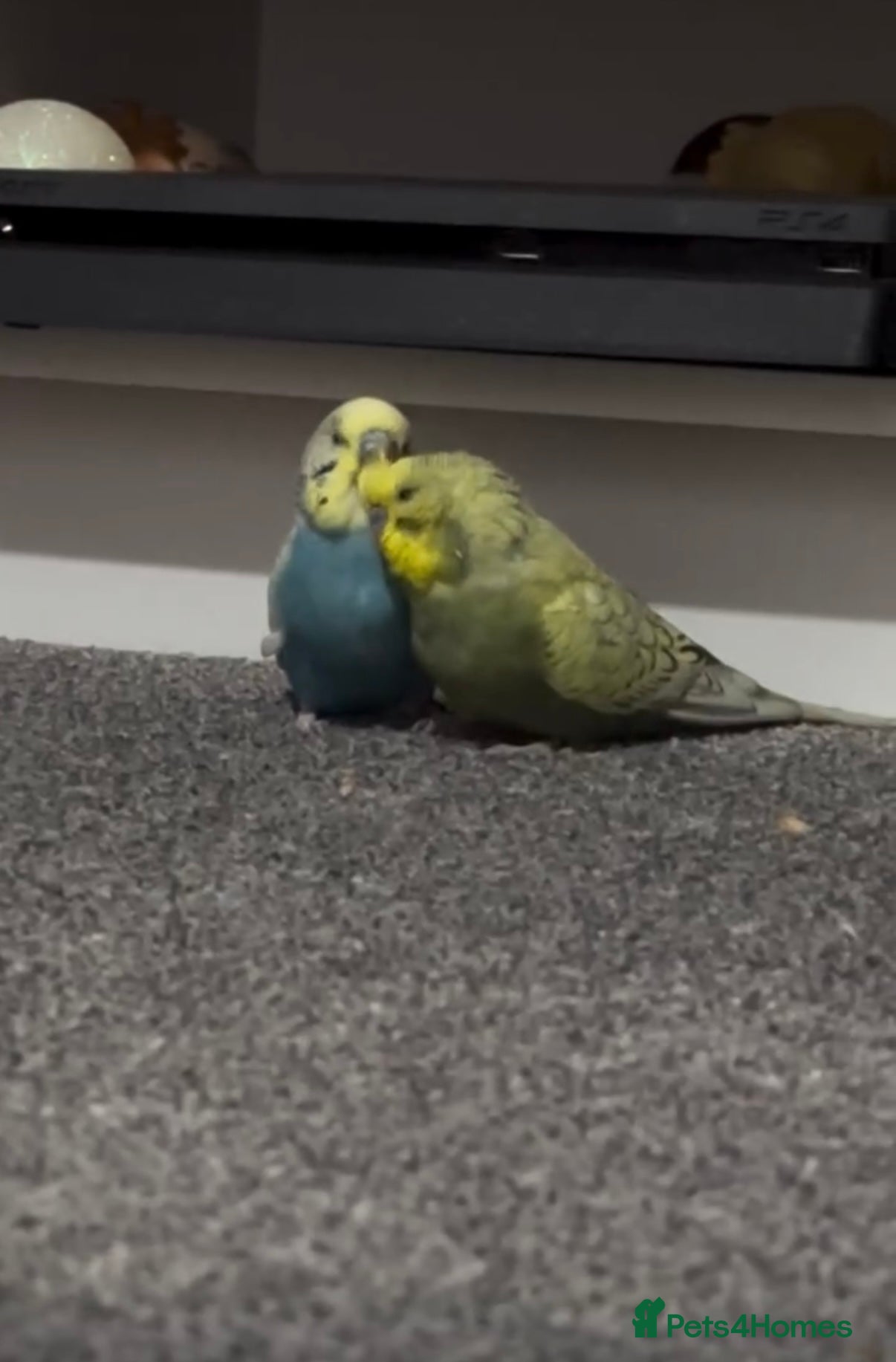 Budgerigars birds Two Budgies for sale with cage  - Advert 2