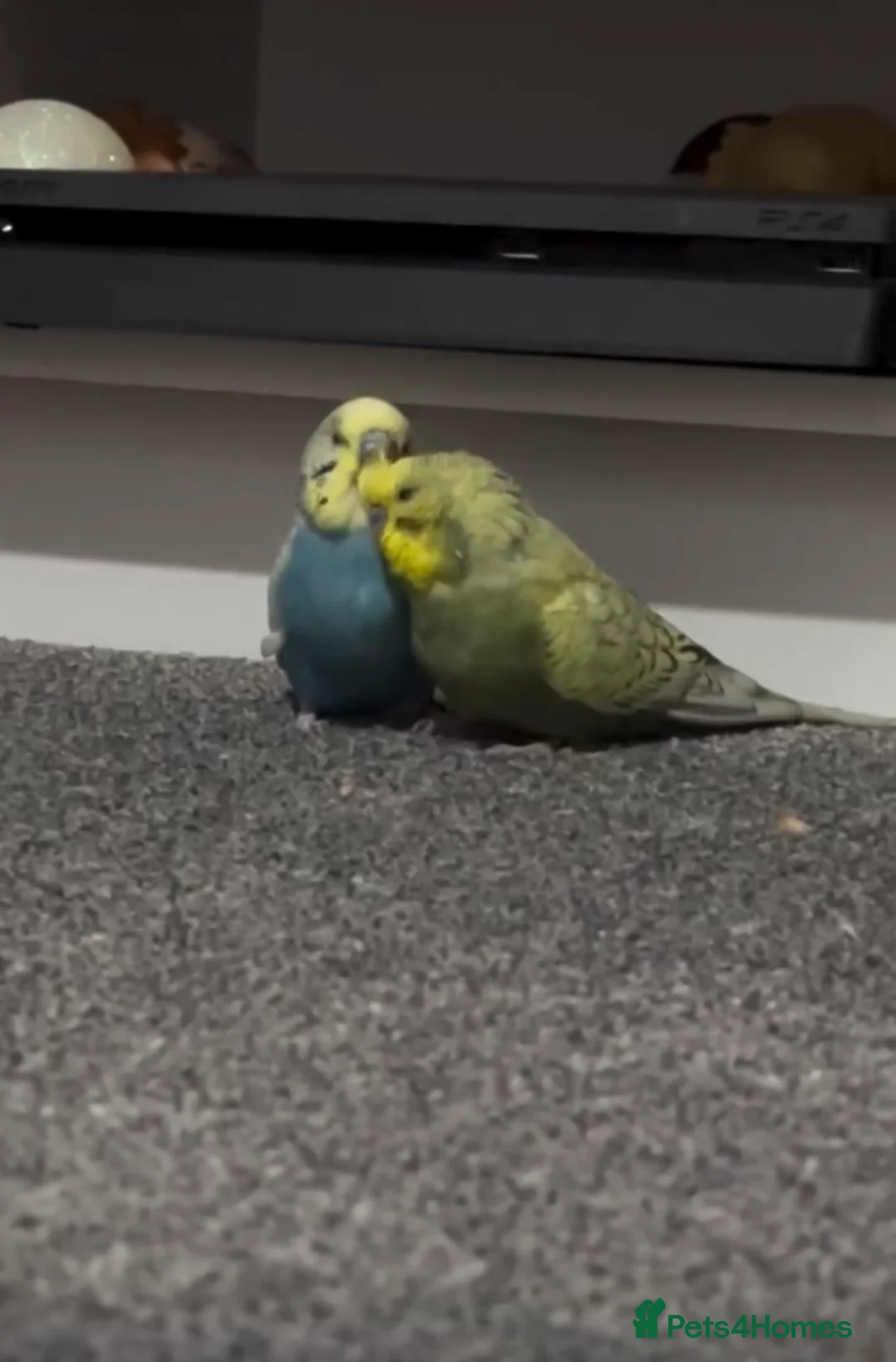 Budgerigars birds for sale: Two Budgies for sale with cage  - Advert 1