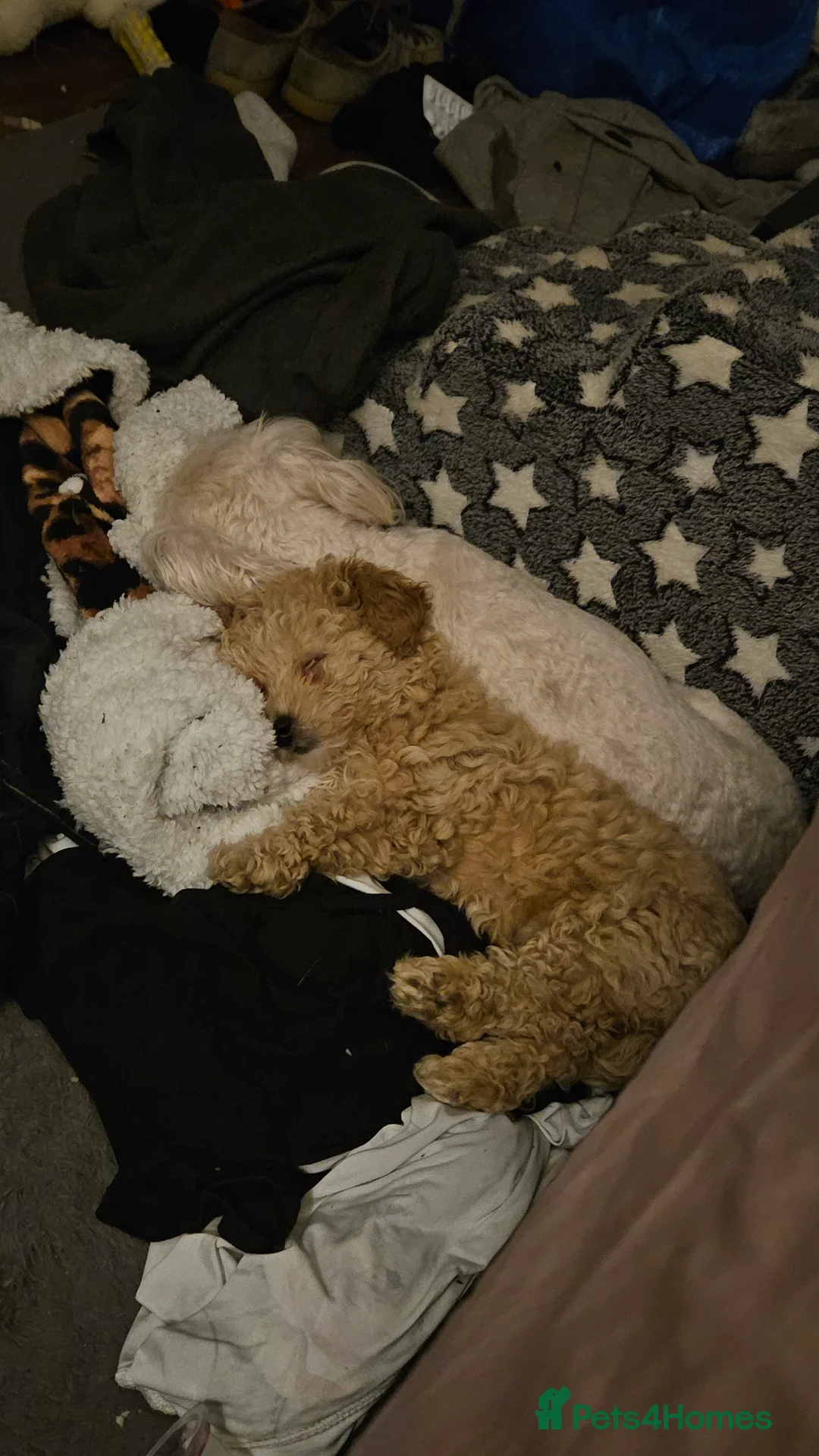 Maltipoo dogs for sale: Health Tested Maltipoo Puppies - Advert 2