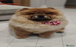 Chow Chow dogs for sale: Red Chow Chow - KC Registered - Image 5