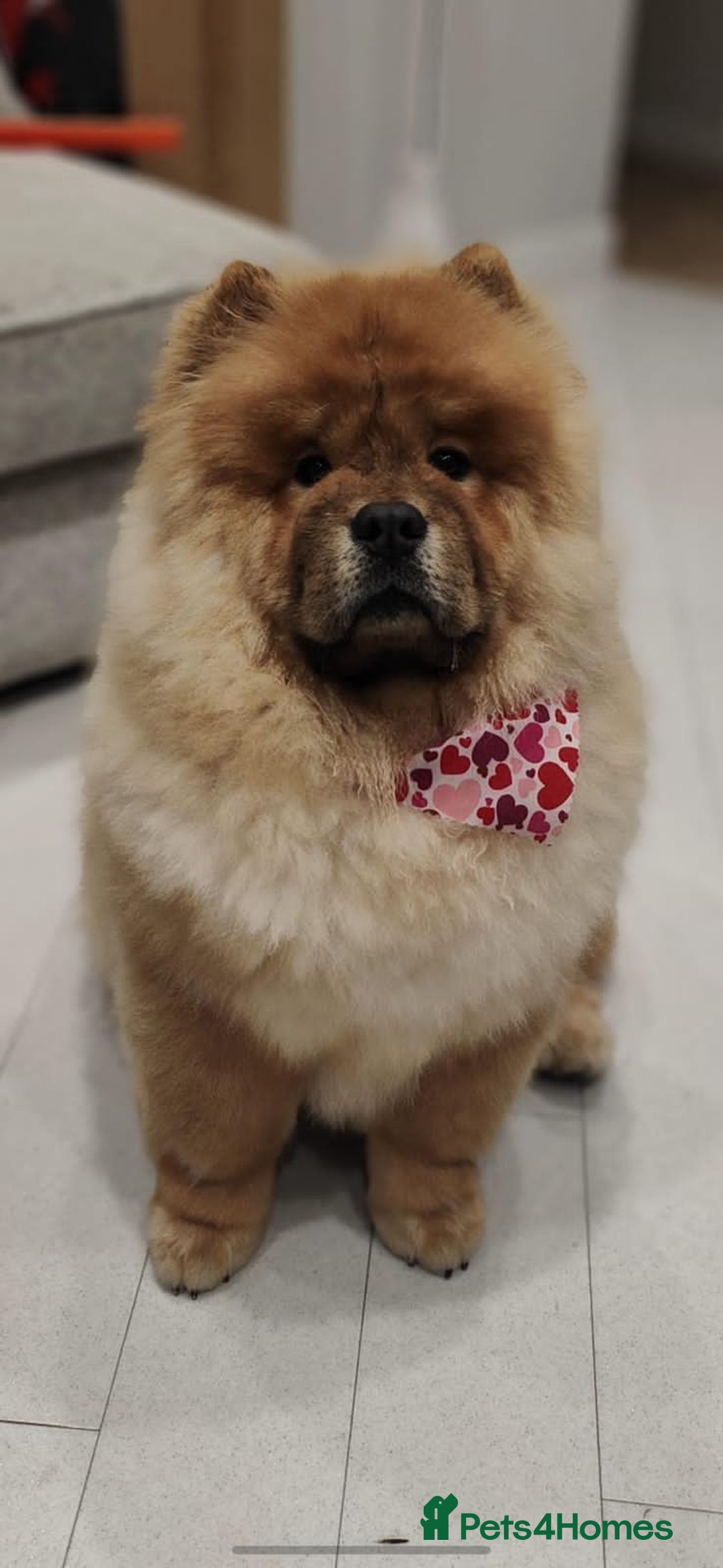 Chow Chow dogs for sale: Red Chow Chow - KC Registered - Image 5
