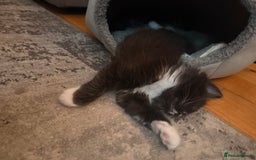 Mixed Breed cats for sale: 3 Gorgeous Long Hair Kittens Available - Image 15