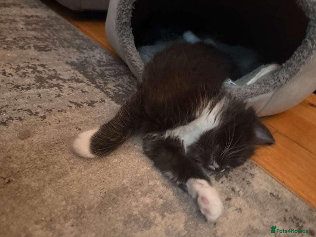 Mixed Breed cats for sale: 3 Gorgeous Long Hair Kittens Available - Image 15