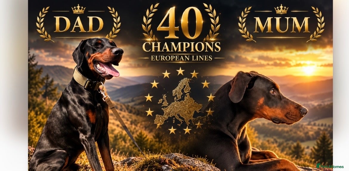 Dobermann dogs KC Reg Doberman - Health tested parents - Advert 1