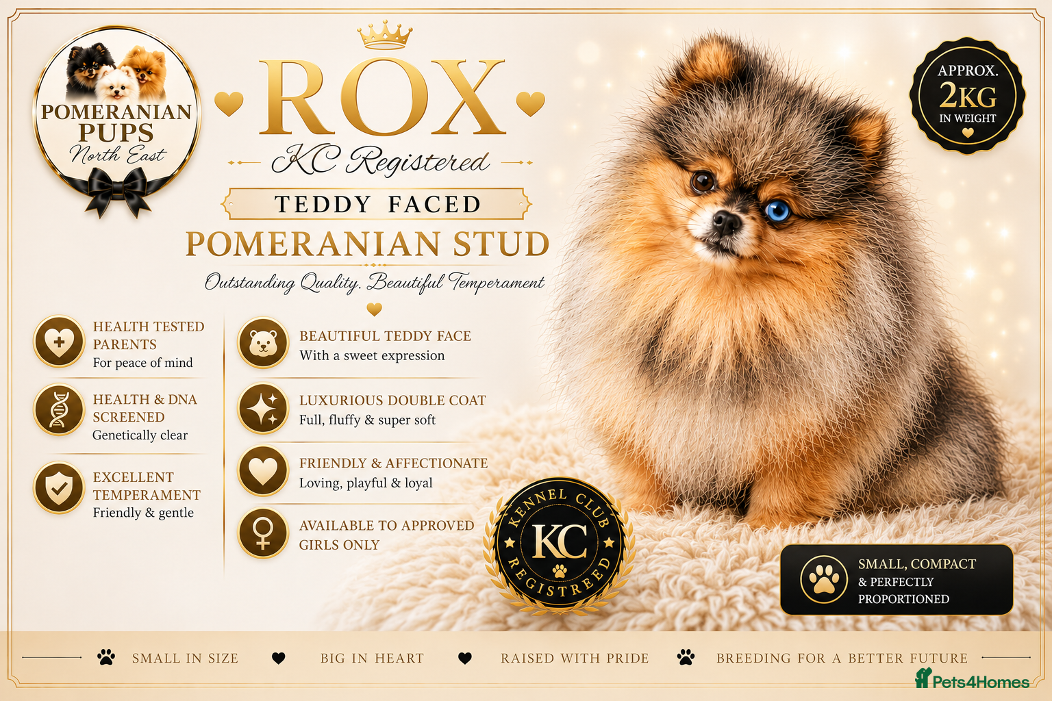 Pomeranian dogs THE BEST QUALITY MERLE TEDDY FACED POM STUD - Advert 7