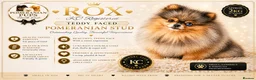 Pomeranian dogs for stud: THE BEST QUALITY MERLE TEDDY FACED POM STUD - Advert 1