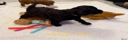 Cockapoo dogs for sale: F2Bb cockapoo puppies - Advert 26