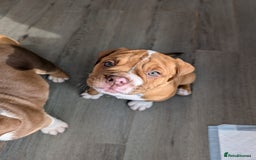 Olde English Bulldogge dogs for sale: 2 females left! - OEB Puppies NEBBR ✅ 3rd Gen - Image 3
