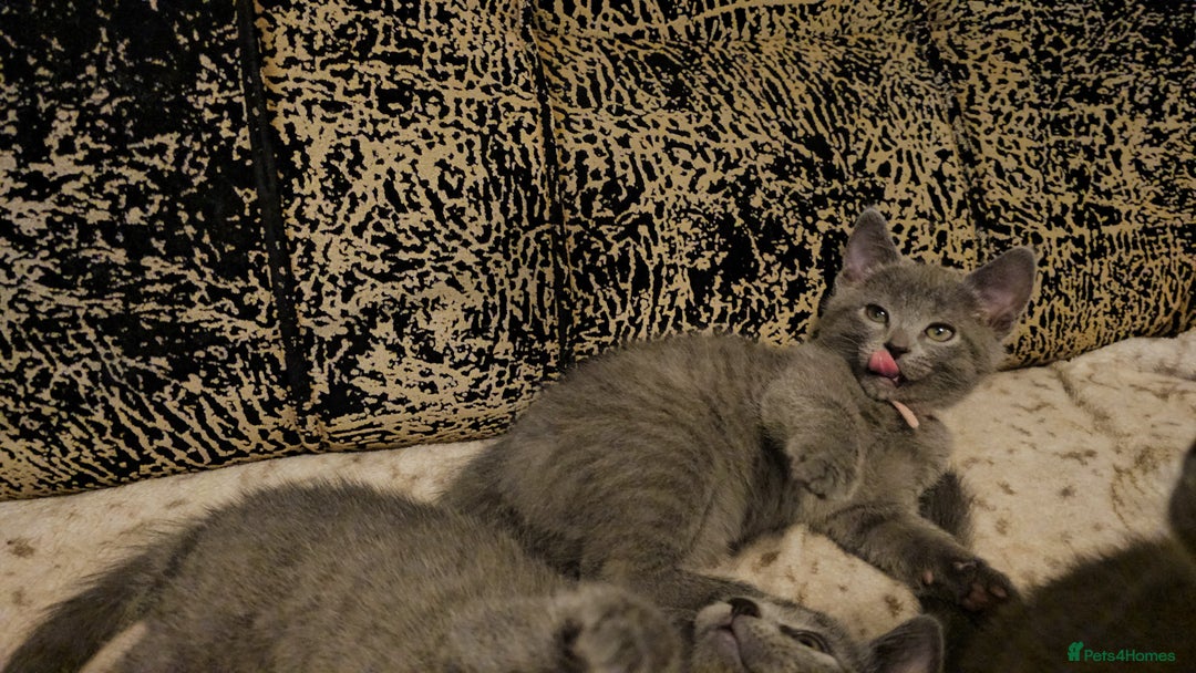 Russian Blue cats for sale: **TICA full pedigree Russian Blue kittens - Advert 17