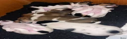 Jack Russell dogs for sale: Stunning traditional Jack Russell puppies - Advert 5