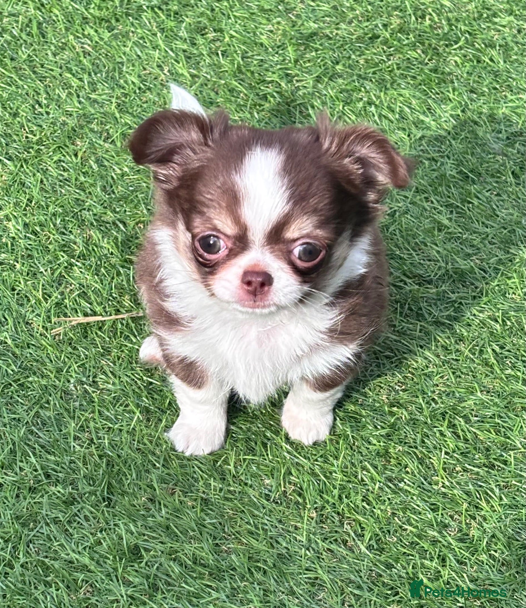 Chihuahua dogs Amazing tiny long coat girl puppy  - Advert 1