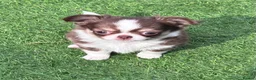 Chihuahua dogs for sale: Amazing tiny long coat girl puppy  - Advert 1