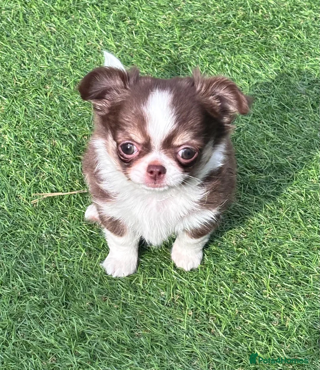 Chihuahua dogs for sale: Amazing tiny long coat girl puppy  - Advert 1