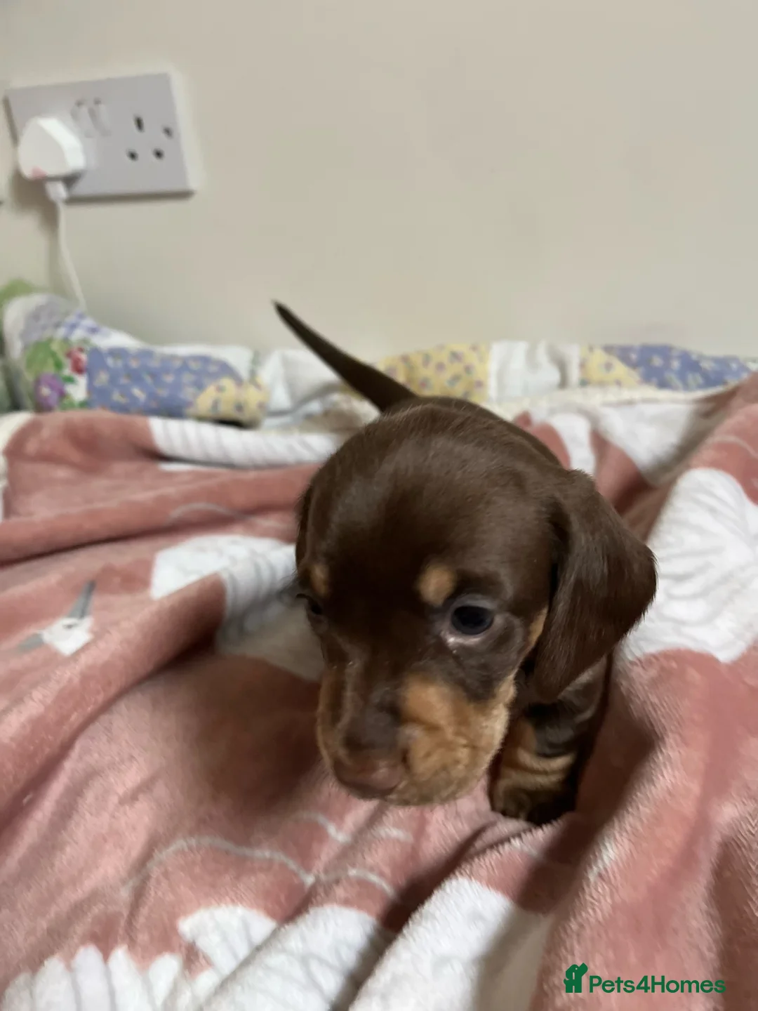 Miniature Dachshund dogs for sale: . Mini Dutch Hound Pups – Choc & Dapple - Advert 31