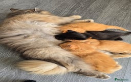 Persian cats for sale: Ginger and black fluffy kittens - Image 15