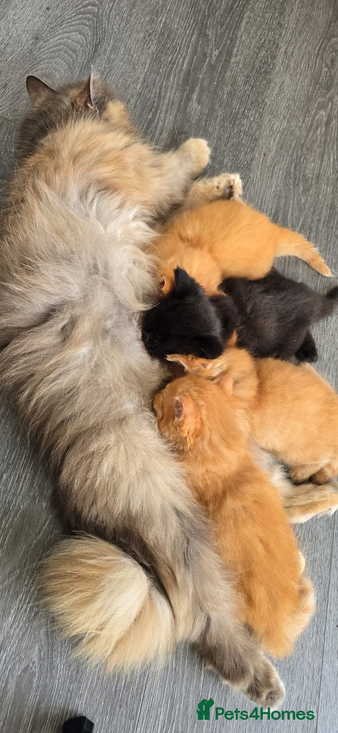 Persian cats for sale: Ginger and black fluffy kittens - Image 15