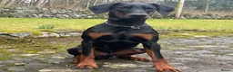 Dobermann dogs for sale: New home  in Dumfries - Advert 4