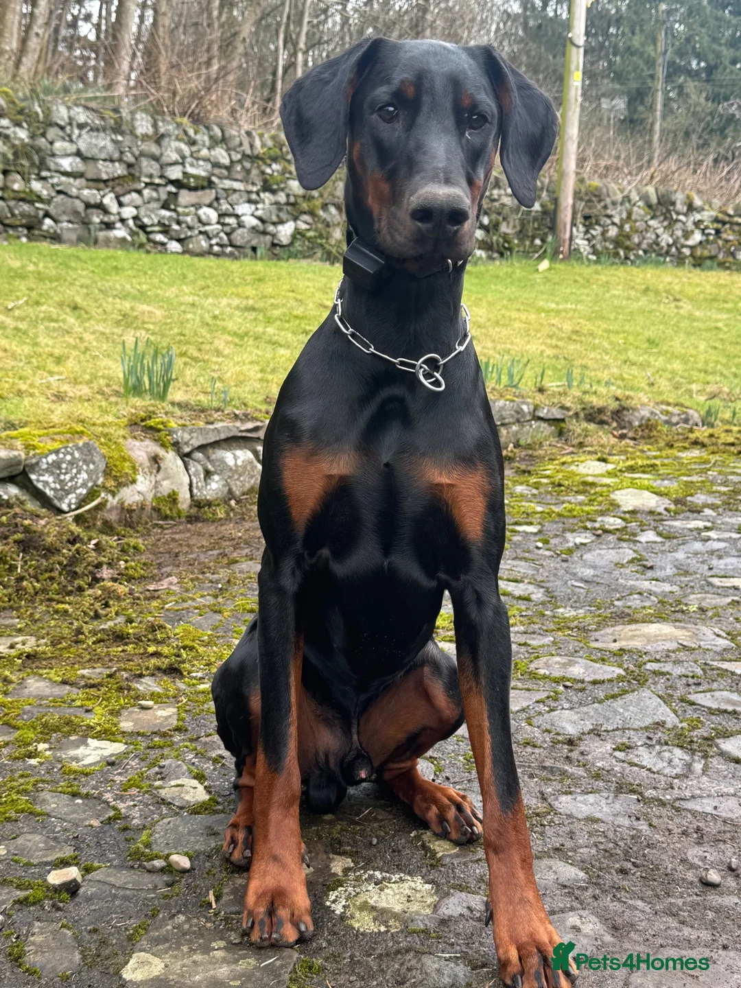 Dobermann dogs for sale: New home  in Dumfries - Advert 4