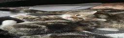 Domestic Shorthair cats for sale: Kittens in Huntly - Advert 17