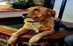 Golden Retriever dogs for sale: Fox Red Golden Retriever Puppies for sale - Image 3