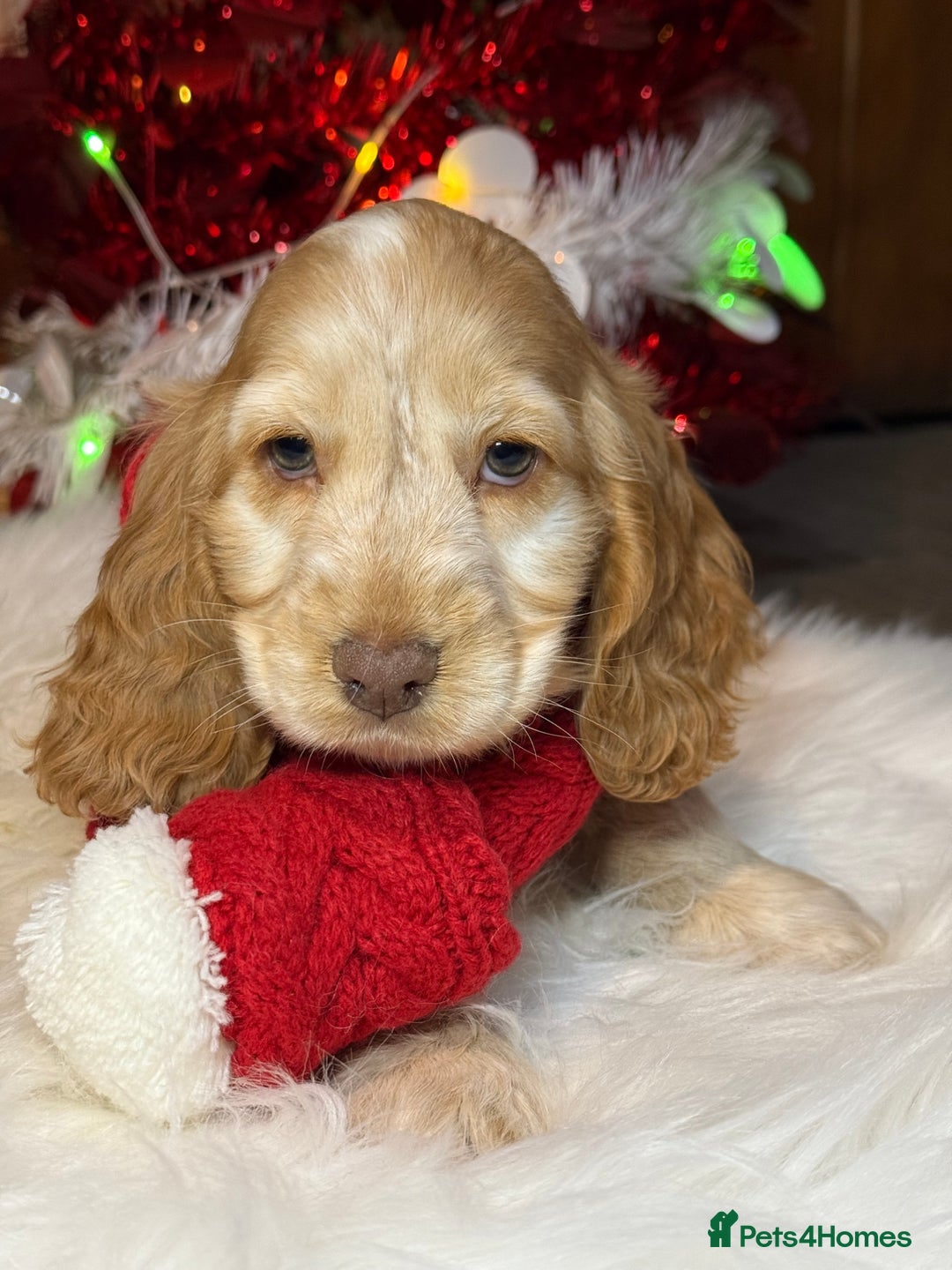 Cocker Spaniel dogs for sale: KC Health Tested Show Cocker Spaniel Girl  - Advert 3