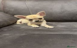 Chihuahua dogs for sale: Chihuahua for sale  - Image 3