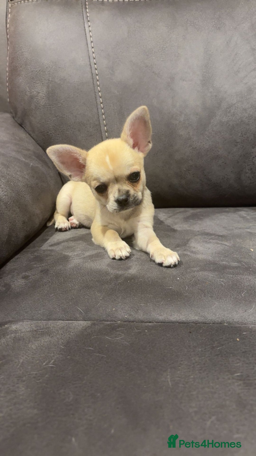Chihuahua dogs for sale: Chihuahua for sale  - Image 3