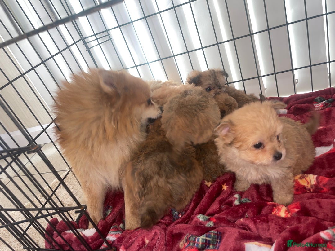 Pomapoo dogs for sale: Pomapoo puppies  - Advert 8