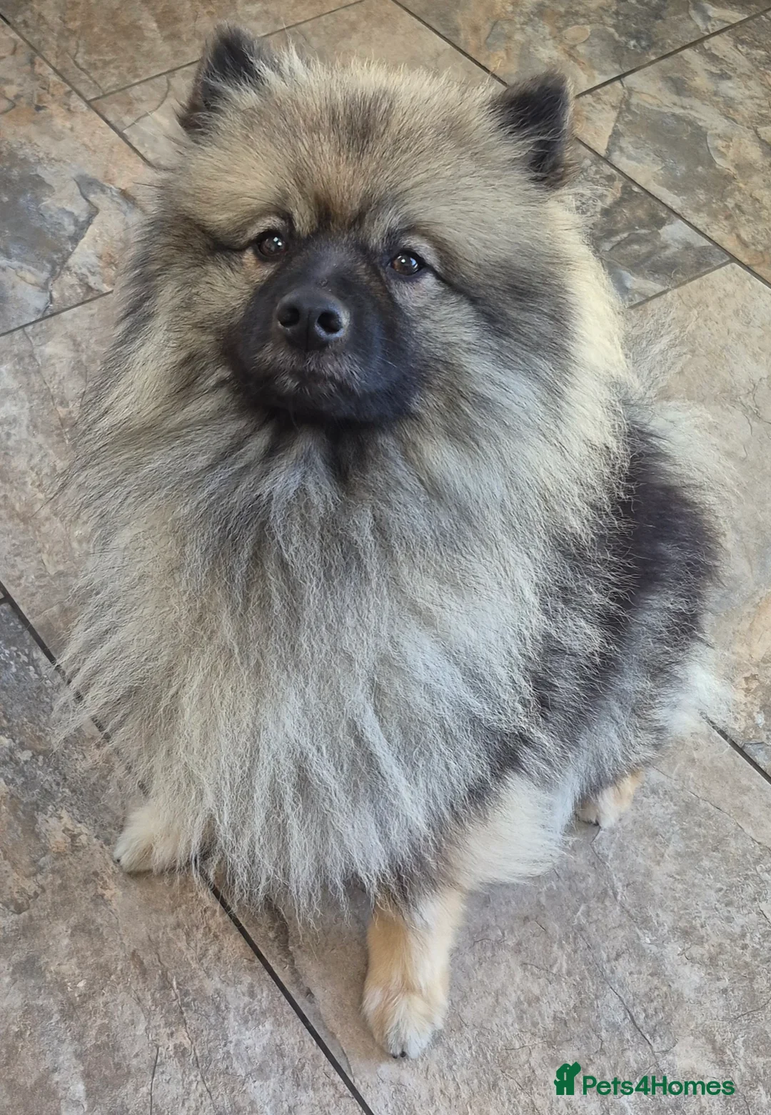 Keeshond dogs for sale: Keeshond girls x 2 - Advert 1