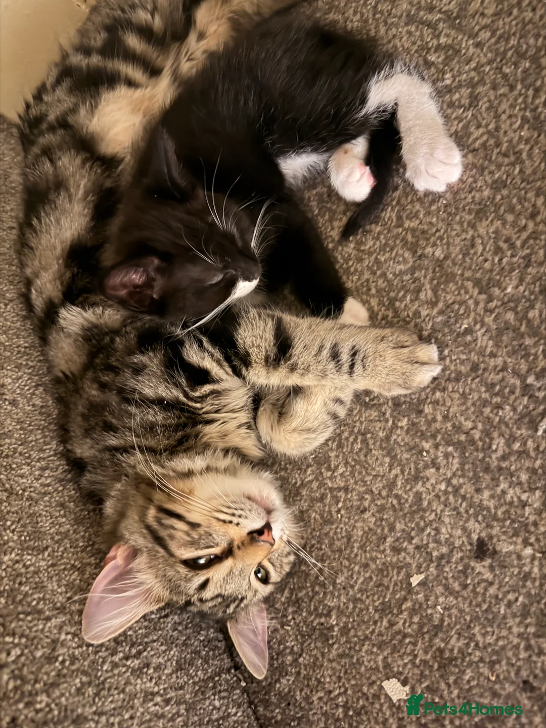 Mixed Breed cats for sale: 1 girl kitten looking for a forever home - Advert 2