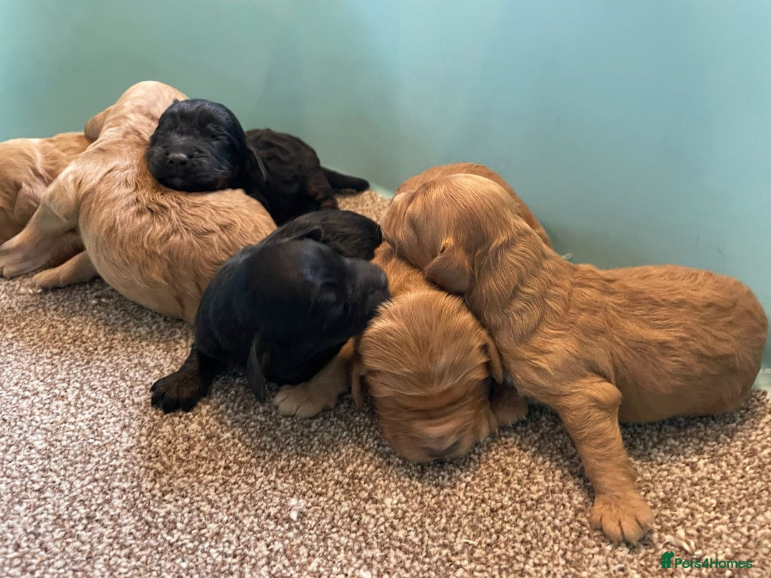 Cockapoo dogs for sale: Outstanding F1 cockapoo - Advert 18