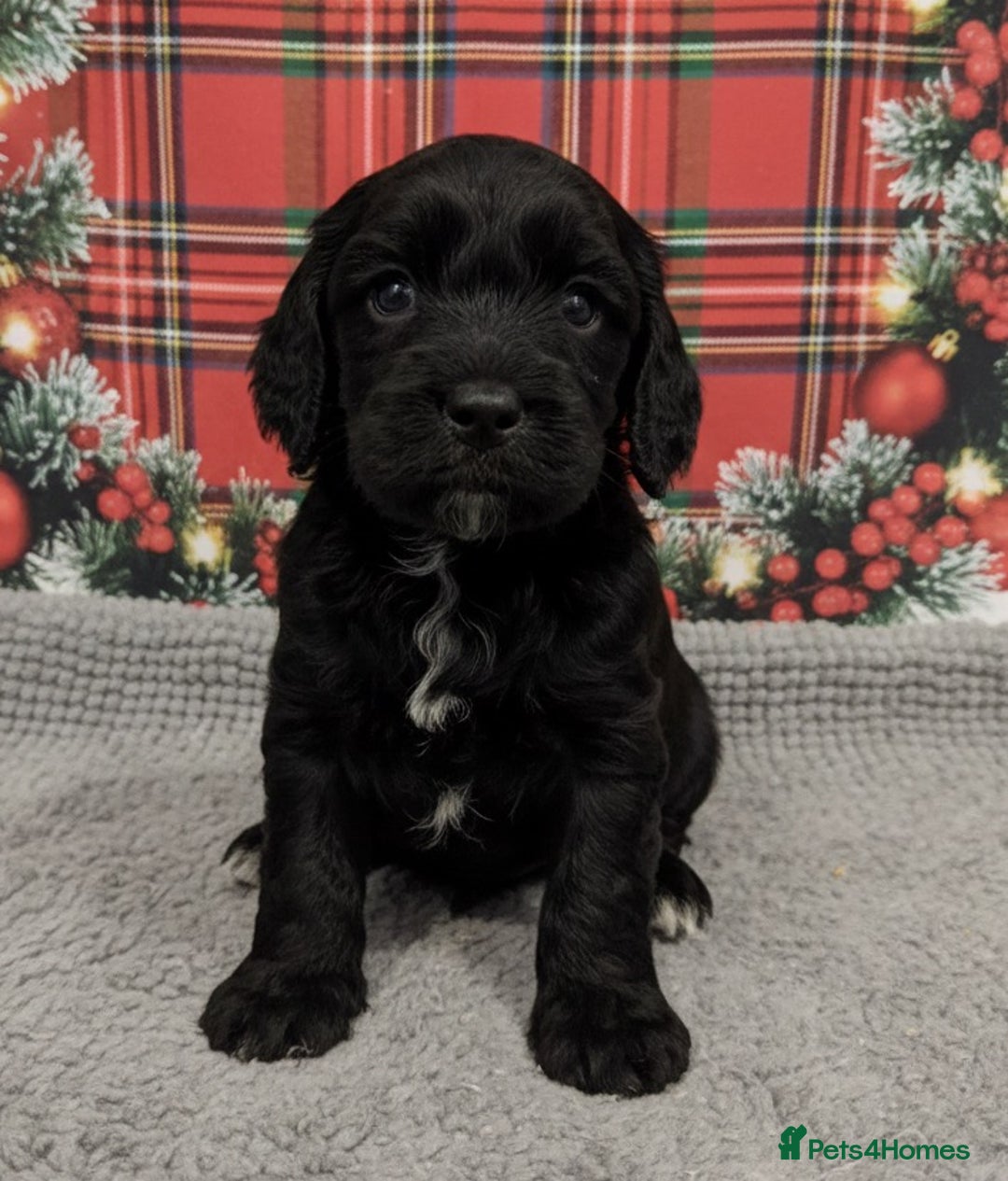 Cockapoo dogs for sale: 🐾💕 Exceptional F2 Cockapoo Puppies💕🐾 - Advert 8