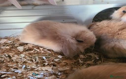 Mini Lion Lop rabbits for sale: Baby rabbits ready now  - Image 2