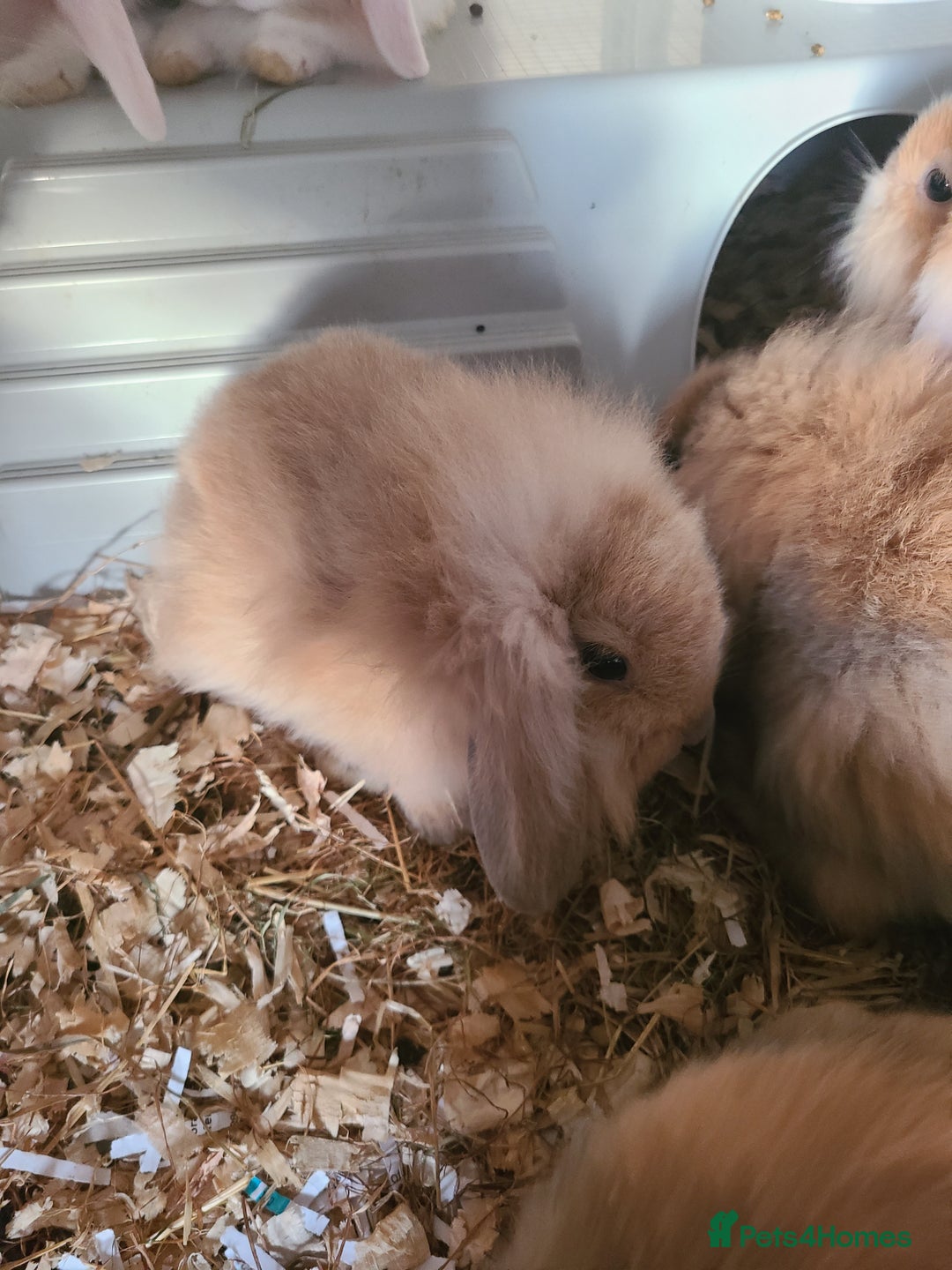 Mini Lion Lop rabbits for sale: Baby rabbits ready now  - Image 2