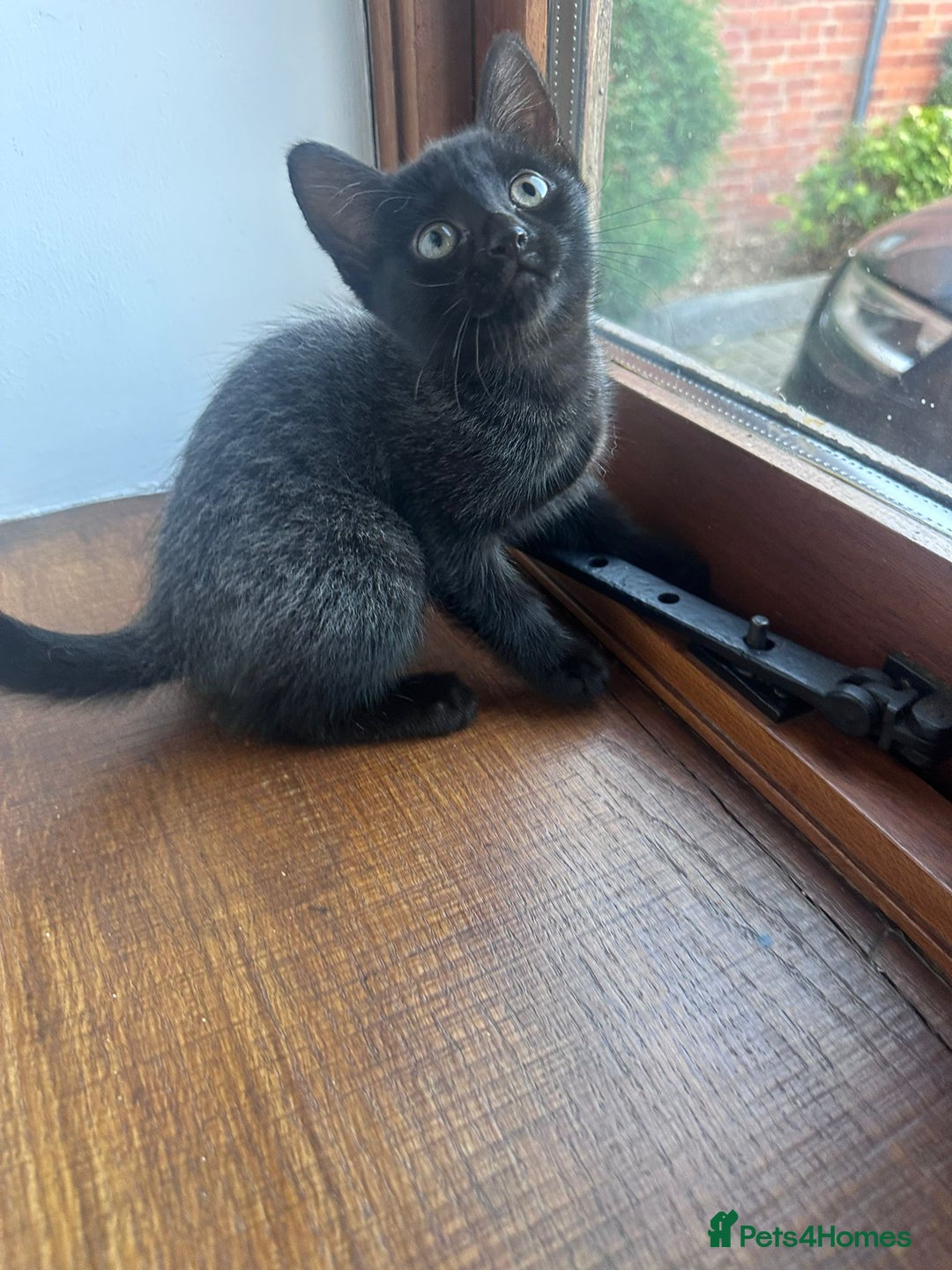 Bengal cats for sale: Kittens For Sale - Image 7