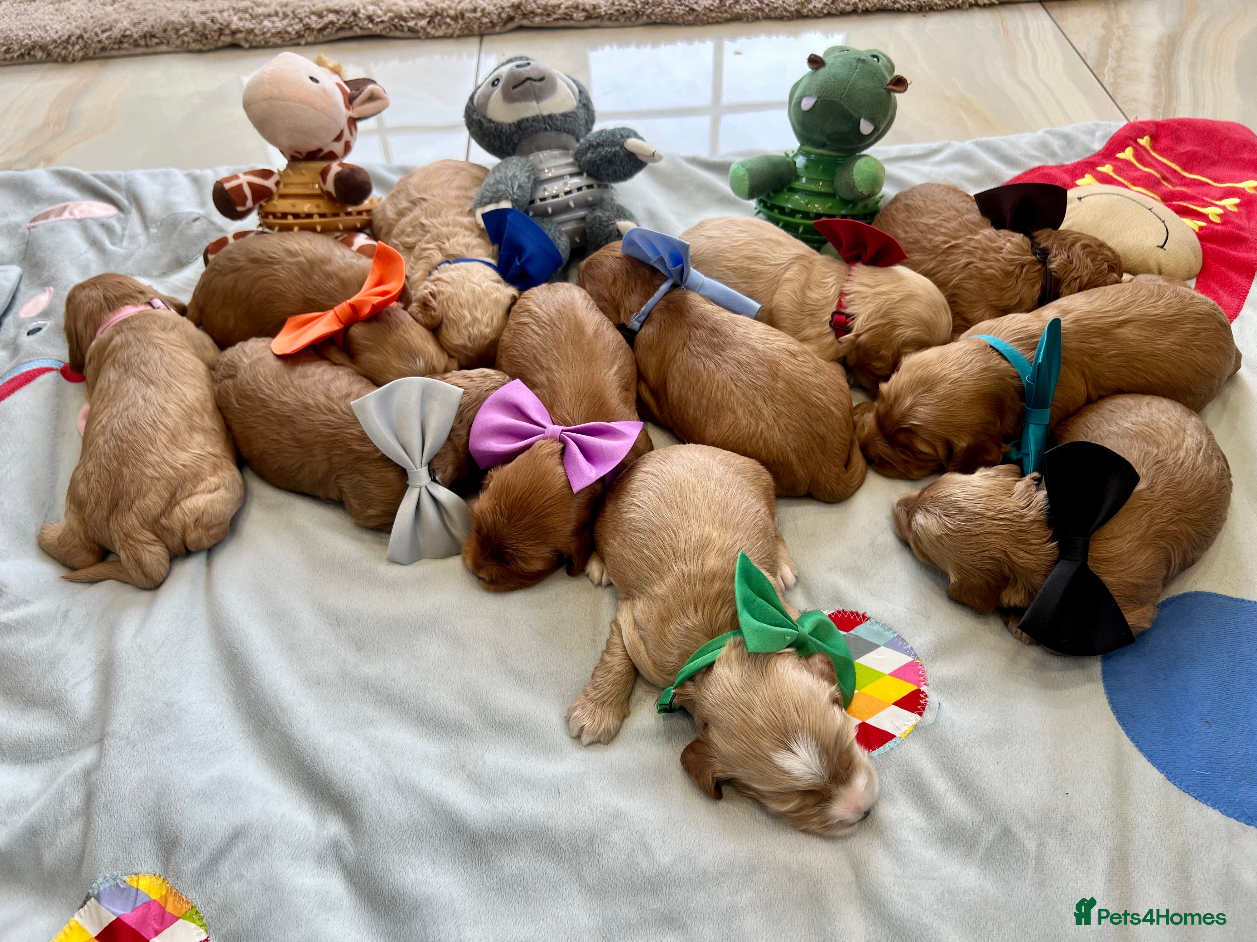 Cockapoo dogs Fabulous Cockapoo Puppies - Advert 1