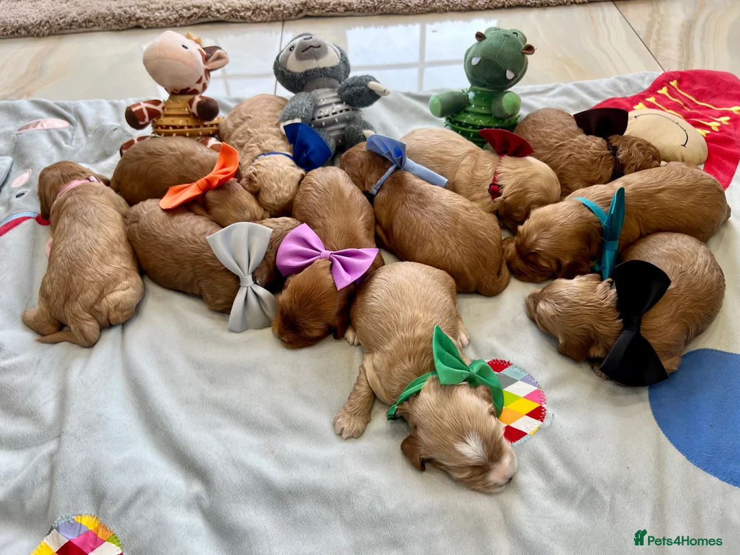 Cockapoo dogs for sale: Fabulous Cockapoo Puppies - Advert 1