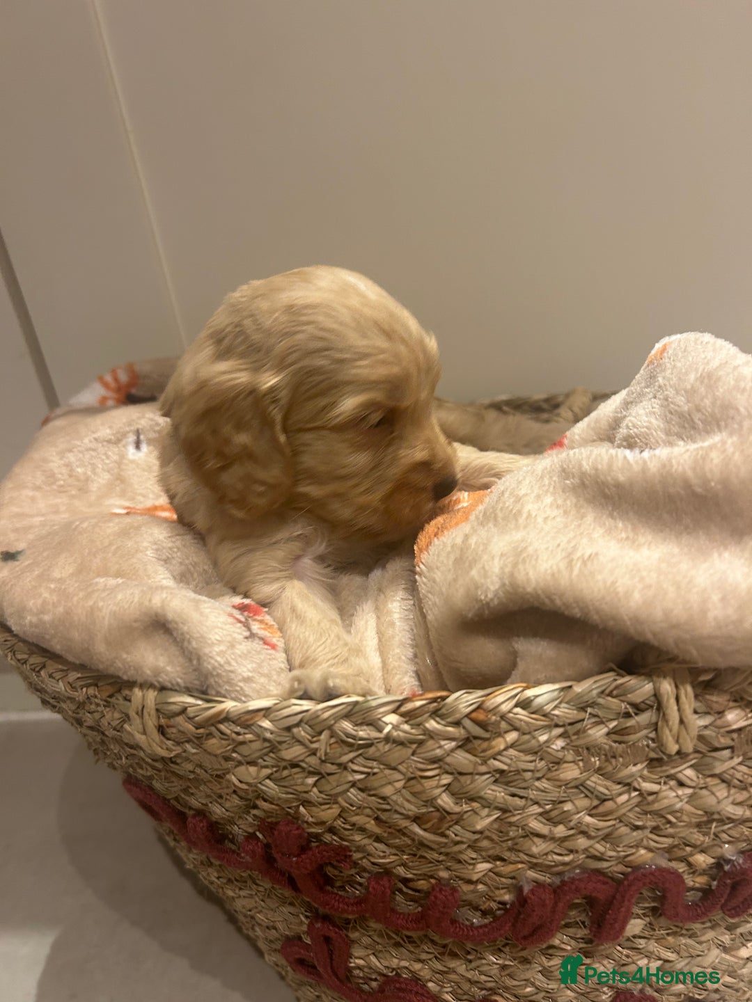 Mixed Breed dogs for sale: BEAUTIFUL PUPPIES - Cockapoo x Sproodle  - Image 15