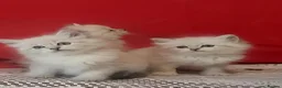 Siberian cats for sale: GCCF Registered Siberian Kitten For Sale  - Advert 4