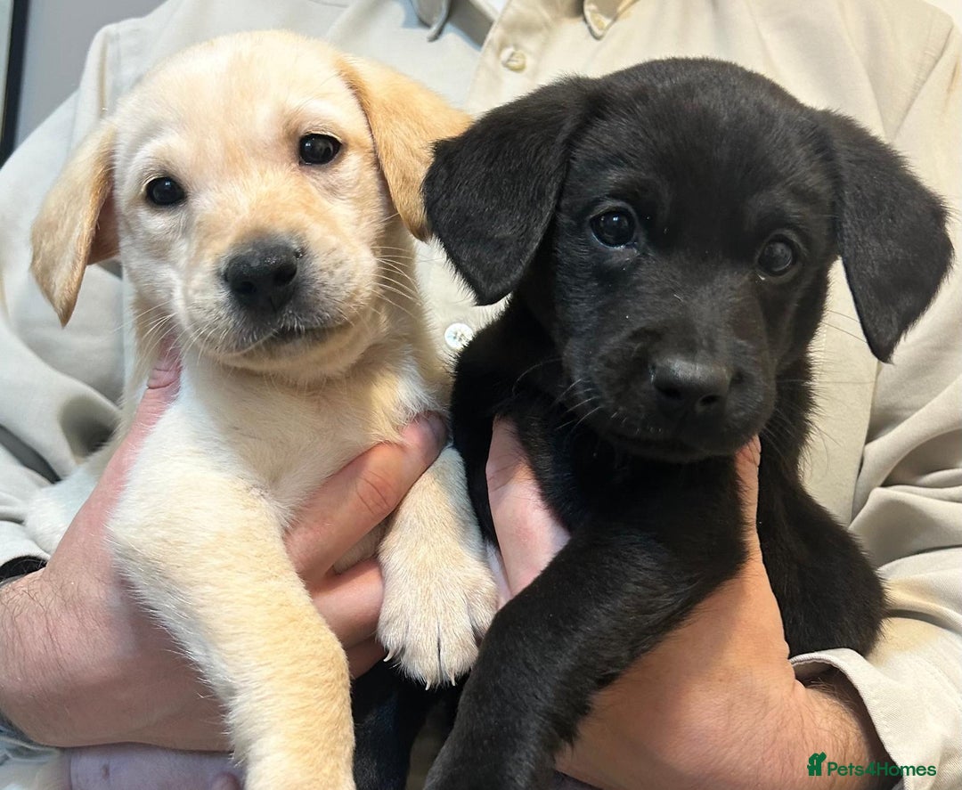 Labrador Retriever dogs for sale: 🐾 Labrador Retriever Puppies for Sale 🐾 - Image 5