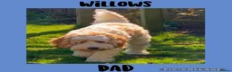 Australian Labradoodle dogs for sale: Fully health tested Australian Labradoodle puppies - Advert 5