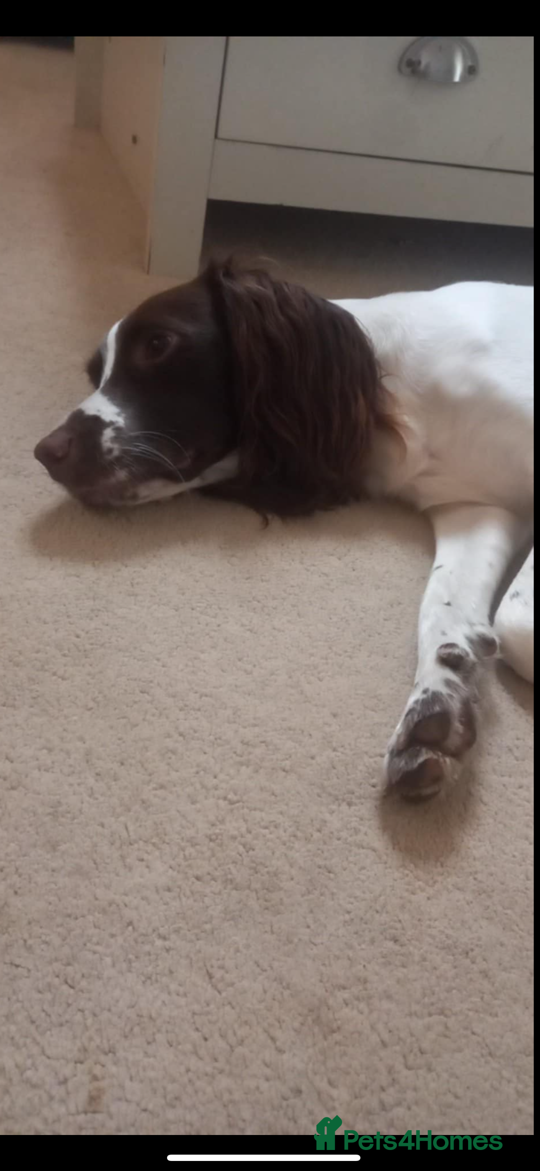 English Springer Spaniel dogs for sale: Springer spaniel looking for her forever home - Advert 2
