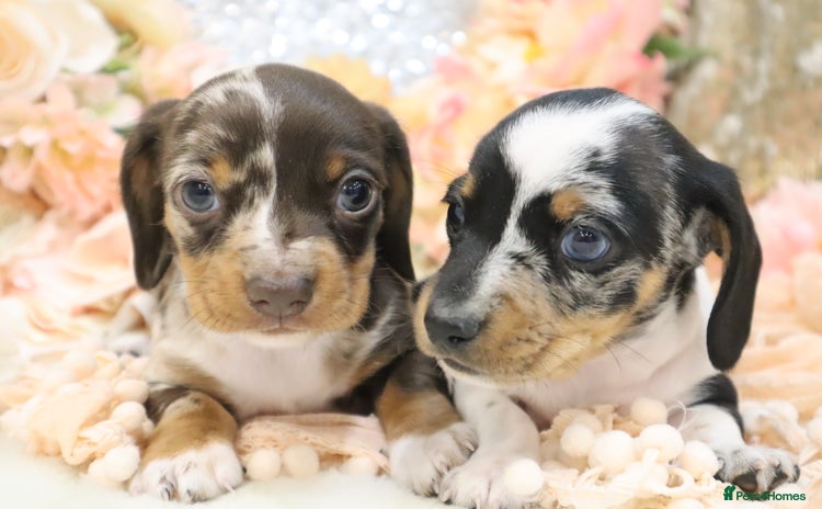 Miniature Dachshund dogs - Advert 3