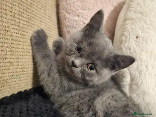 British Shorthair cats British Shorthair kitten - Advert 13